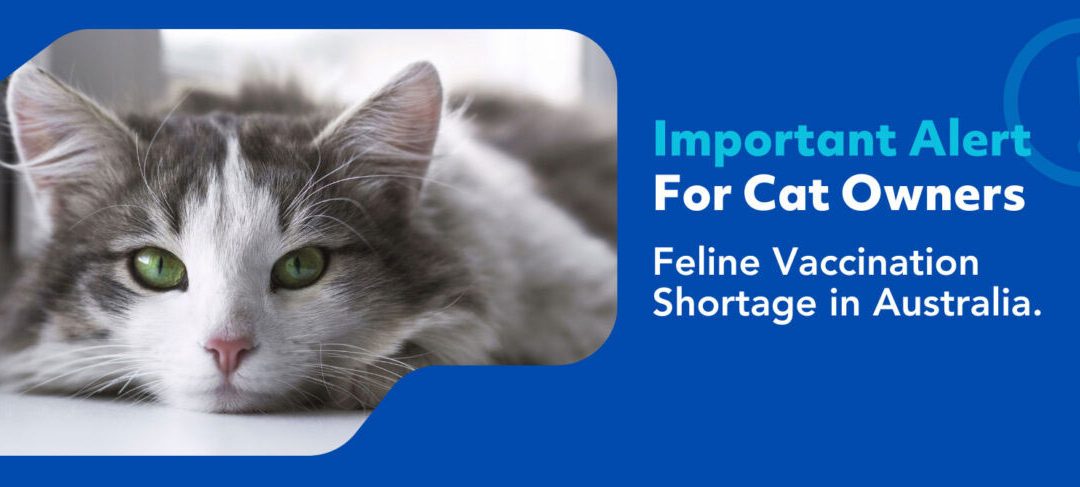 Feline Vaccination Shortage